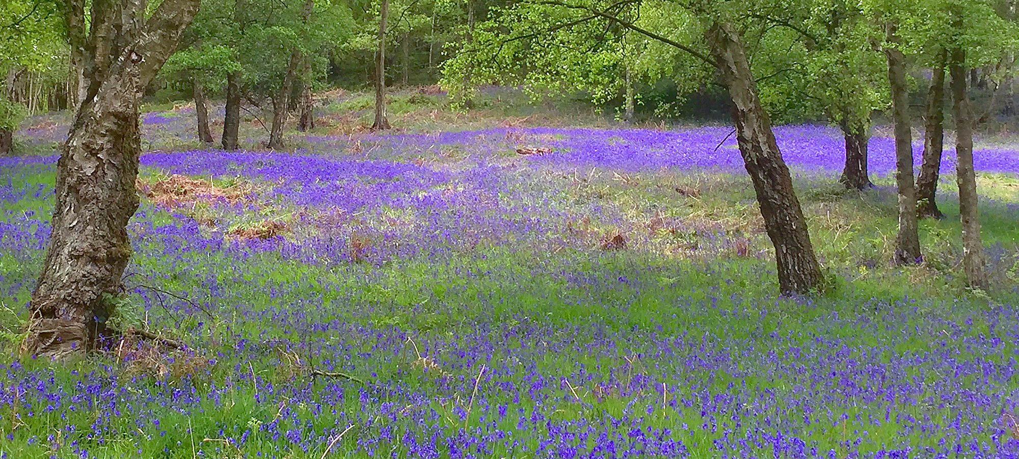 Bluebell wood