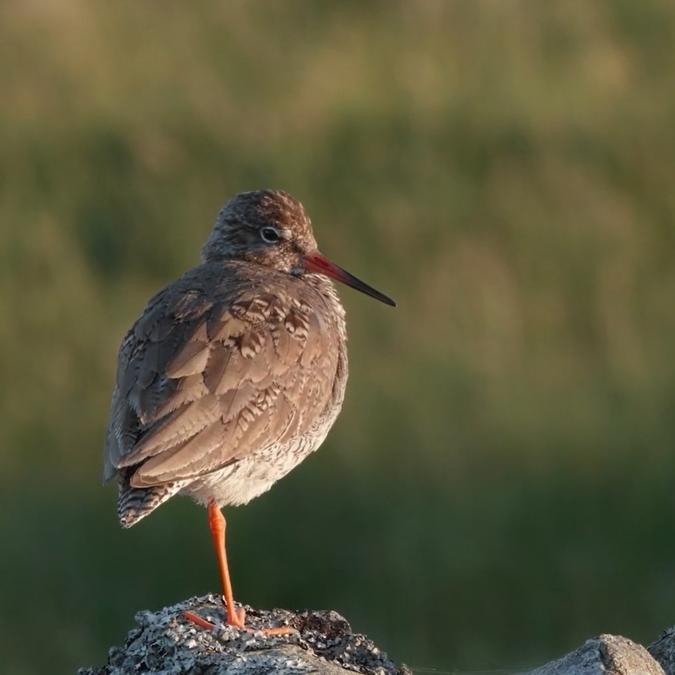 Humber Wildlife Redshank