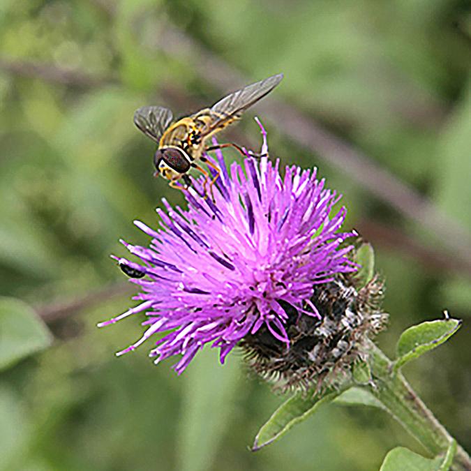 Hover fly on purple flower