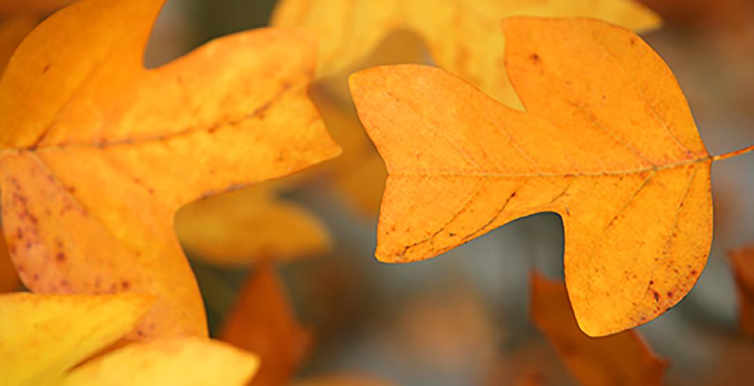 Golden Leaves