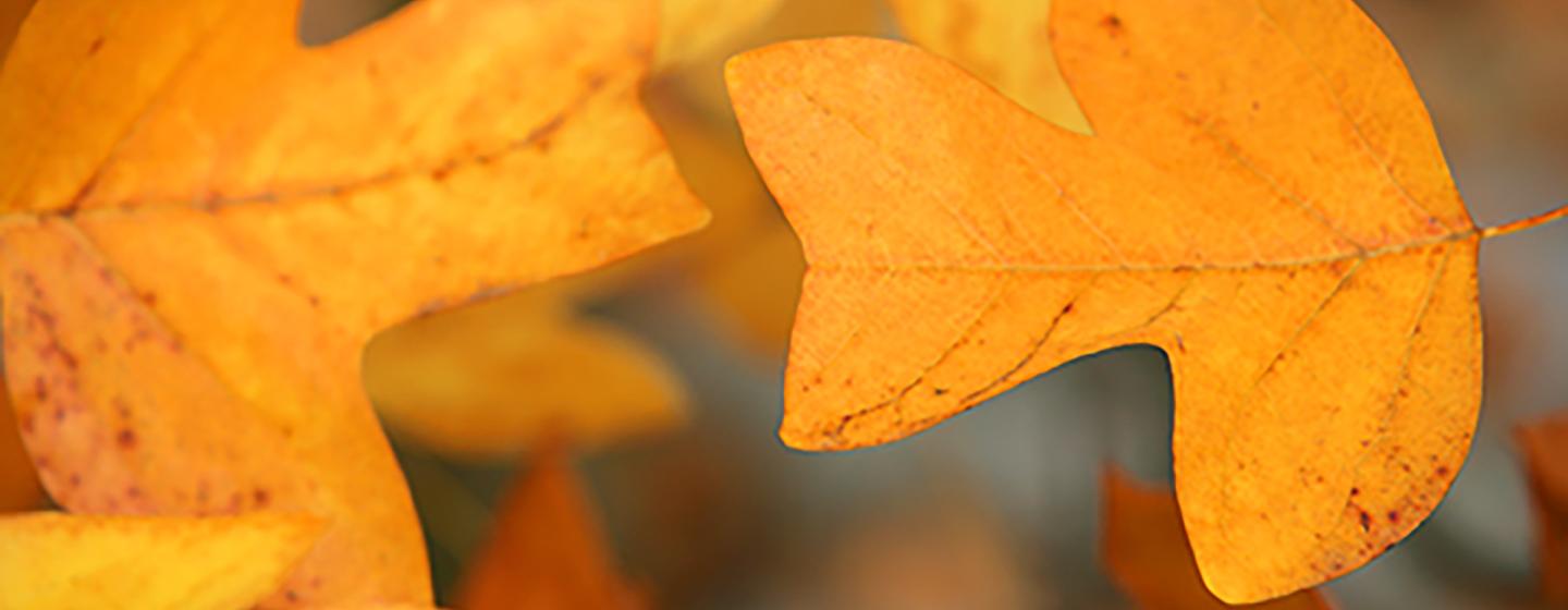 Golden Leaves Golden Leaves